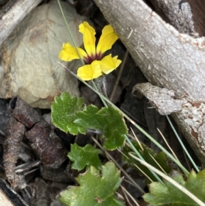 Goodenia hederacea subsp. alpestris (TBC) at suppressed by Ned_Johnston
