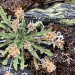 Plantago hispida at Brindabella, NSW - 7 Dec 2022