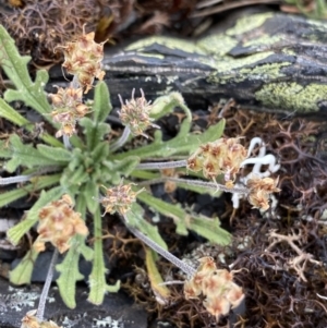 Plantago hispida at Brindabella, NSW - 7 Dec 2022