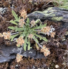 Plantago hispida at Brindabella, NSW - 7 Dec 2022