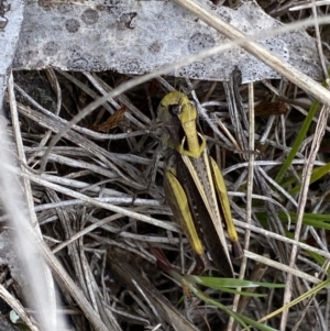 Perala viridis at Cotter River, ACT - 7 Dec 2022