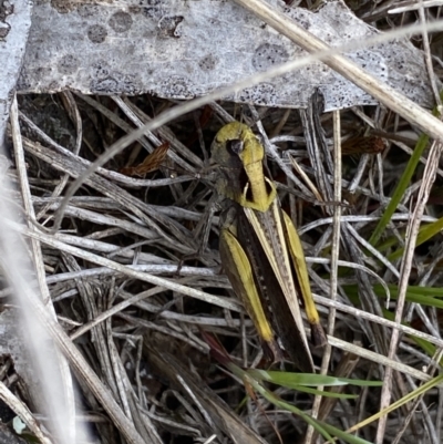 Perala viridis (Spring buzzer) at Namadgi National Park - 7 Dec 2022 by Ned_Johnston