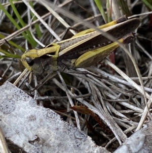 Perala viridis at Cotter River, ACT - 7 Dec 2022 01:25 PM