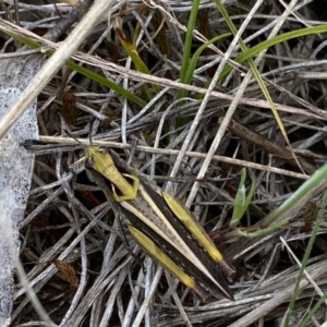 Perala viridis at Cotter River, ACT - 7 Dec 2022