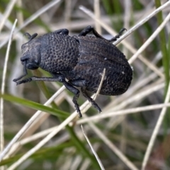 Amycterus sp. (genus) (Ground weevil) at Namadgi National Park - 7 Dec 2022 by Ned_Johnston