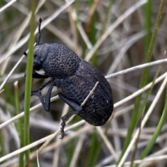 Amycterus sp. (genus) at Cotter River, ACT - 7 Dec 2022