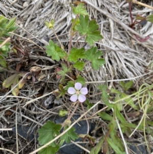 Geranium potentilloides var. abditum at Cotter River, ACT - 7 Dec 2022 01:31 PM