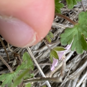 Geranium potentilloides var. abditum at Cotter River, ACT - 7 Dec 2022