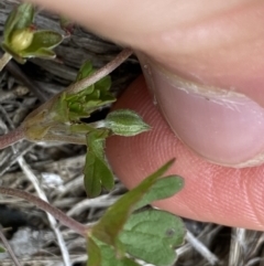 Geranium potentilloides var. abditum at Cotter River, ACT - 7 Dec 2022