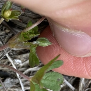 Geranium potentilloides var. abditum at Cotter River, ACT - 7 Dec 2022