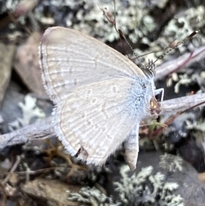 Zizina otis at Cotter River, ACT - 7 Dec 2022 01:36 PM