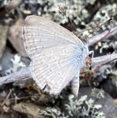Zizina otis (Common Grass-Blue) at Cotter River, ACT - 7 Dec 2022 by Ned_Johnston