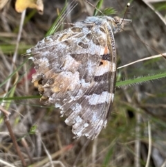 Vanessa kershawi (Australian Painted Lady) at Namadgi National Park - 7 Dec 2022 by Ned_Johnston