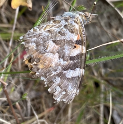 Vanessa kershawi (Australian Painted Lady) at Cotter River, ACT - 7 Dec 2022 by NedJohnston
