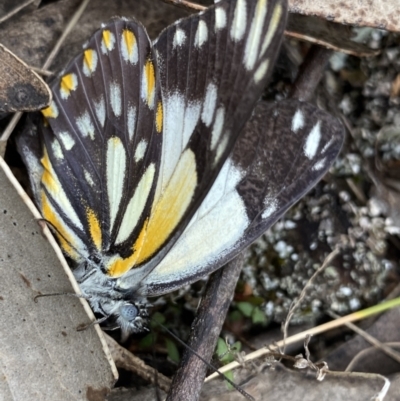 Belenois java (Caper White) at Brindabella, NSW - 7 Dec 2022 by NedJohnston