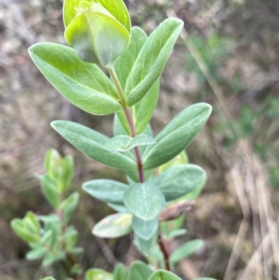 Pimelea ligustrina subsp. ciliata at Cotter River, ACT - 7 Dec 2022 by NedJohnston