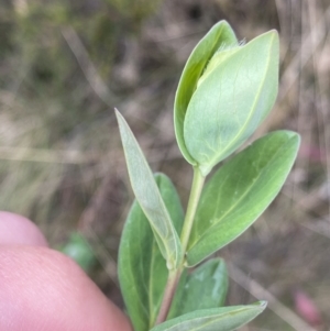 Pimelea ligustrina subsp. ciliata at Cotter River, ACT - 7 Dec 2022 02:29 PM