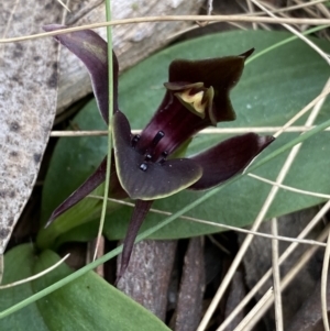 Chiloglottis valida at Brindabella, NSW - 7 Dec 2022