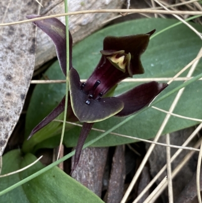 Chiloglottis valida (Large Bird Orchid) at Bimberi Nature Reserve - 7 Dec 2022 by Ned_Johnston