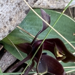 Chiloglottis valida at Brindabella, NSW - suppressed