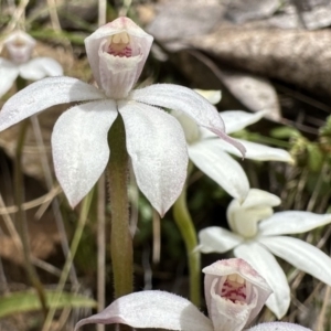 Caladenia alpina at Cotter River, ACT - suppressed