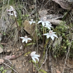 Caladenia alpina at Cotter River, ACT - suppressed