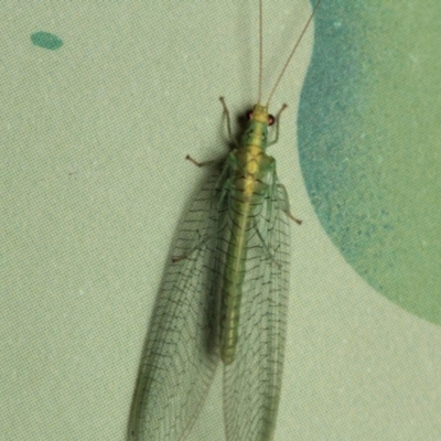 Apertochrysa edwardsi (A Green Lacewing) at Melba, ACT - 2 Dec 2022 by naturedude