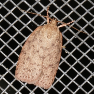 Garrha repandula at O'Connor, ACT - 5 Dec 2022 10:16 PM