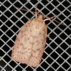Garrha repandula (a Concealer Moth) at O'Connor, ACT - 5 Dec 2022 by ibaird