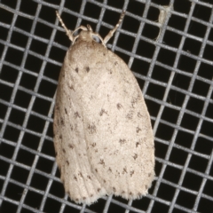 Garrha carnea (A concealer moth) at O'Connor, ACT - 5 Dec 2022 by ibaird