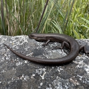 Liopholis montana (TBC) at suppressed by Pirom