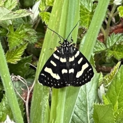 Phalaenoides tristifica (Willow-herb Day-moth) at Namadgi National Park - 9 Dec 2022 by Pirom