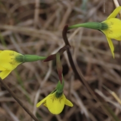 Diuris amabilis (Large Golden Moth) at Sweeney's TSR - 15 Oct 2022 by AndyRoo