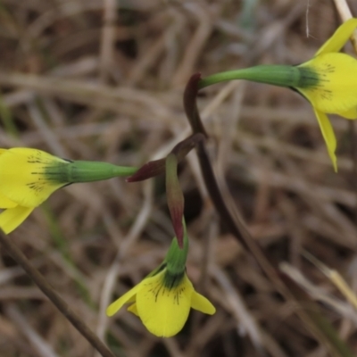 Diuris amabilis (Large Golden Moth) at Sweeney's Travelling Stock Reserve - 15 Oct 2022 by AndyRoo