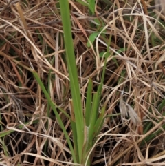 Diuris amabilis at Lake George, NSW - 16 Oct 2022