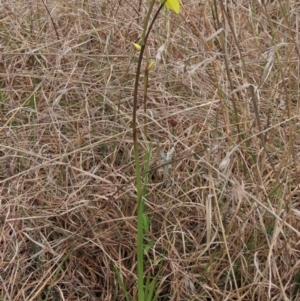 Diuris amabilis at Lake George, NSW - suppressed