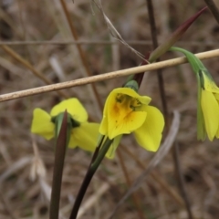 Diuris amabilis at Lake George, NSW - suppressed