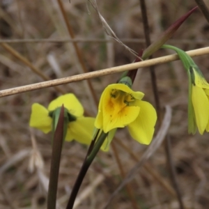 Diuris amabilis at Lake George, NSW - 16 Oct 2022