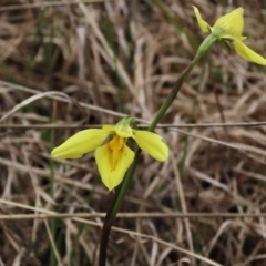 Diuris chryseopsis (Golden Moth) at Sweeney's TSR - 16 Oct 2022 by AndyRoo