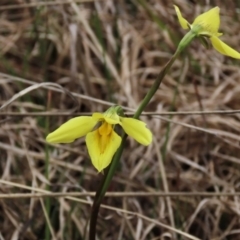 Diuris chryseopsis (Golden Moth) at Sweeney's Travelling Stock Reserve - 16 Oct 2022 by AndyRoo