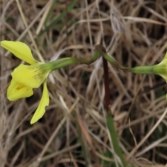 Diuris chryseopsis at Lake George, NSW - suppressed