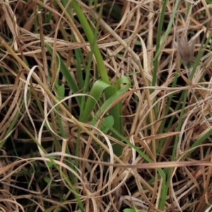 Diuris chryseopsis at Lake George, NSW - suppressed