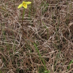 Diuris chryseopsis at Lake George, NSW - suppressed