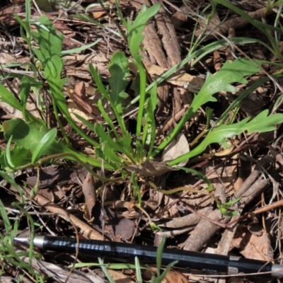 Goodenia pinnatifida (Scrambled Eggs) at Sweeney's TSR - 16 Oct 2022 by AndyRoo