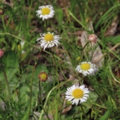 Calotis anthemoides (Chamomile Burr-daisy) at Sweeney's Travelling Stock Reserve - 16 Oct 2022 by AndyRoo