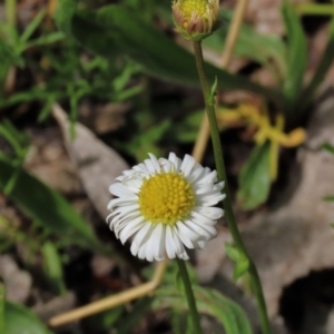 Calotis anthemoides at Lake George, NSW - 16 Oct 2022