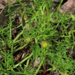 Calotis anthemoides at Lake George, NSW - 16 Oct 2022