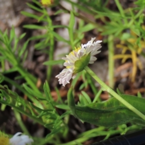 Calotis anthemoides at Lake George, NSW - 16 Oct 2022