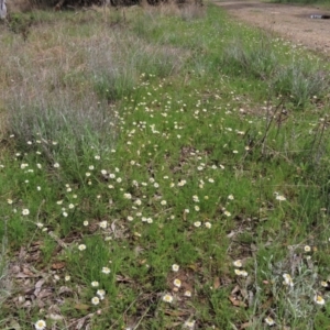 Calotis anthemoides at Lake George, NSW - 16 Oct 2022 11:35 AM