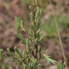 Kunzea ericoides (Burgan) at Lake George, NSW - 16 Oct 2022 by AndyRoo